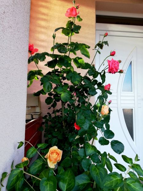  - Dee dee Bridgewater