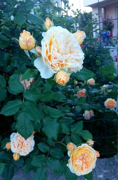  - Crown Princess Margareta