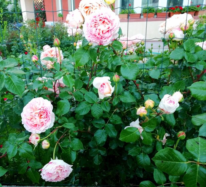  - Abraham Darby