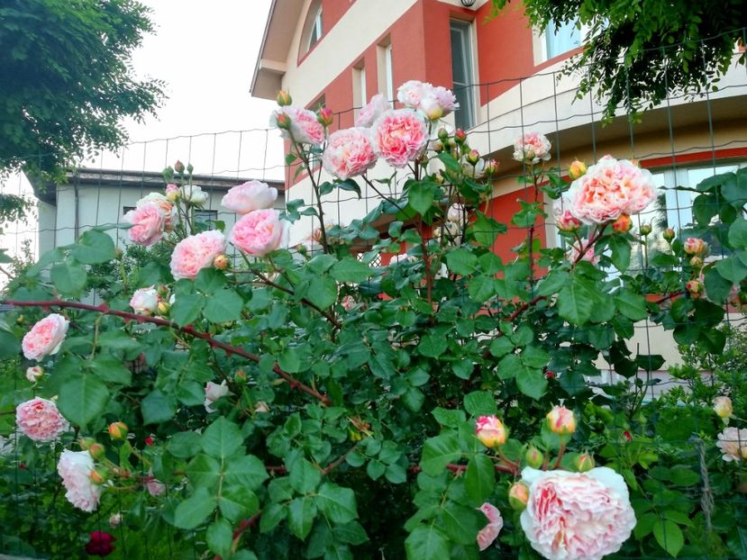 - Abraham Darby