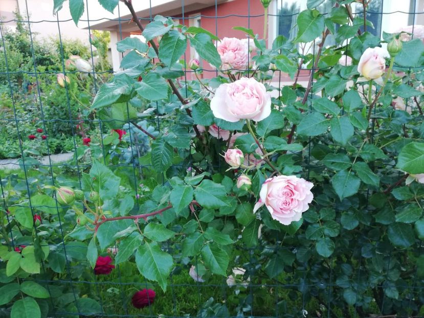  - Abraham Darby