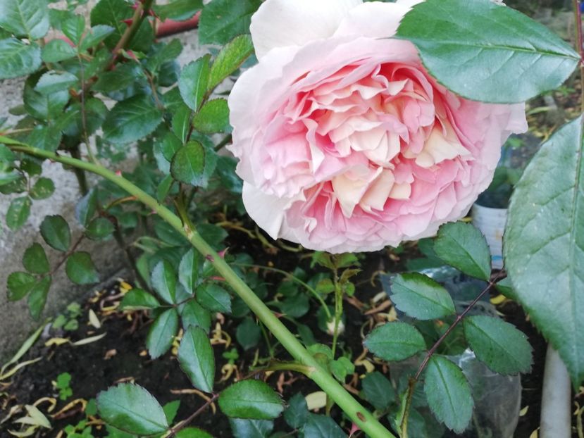  - Abraham Darby