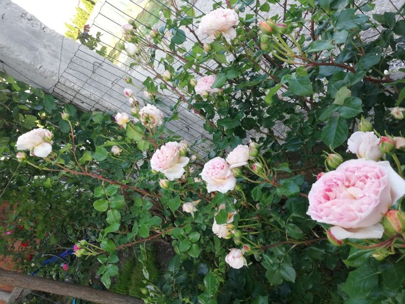 - Abraham Darby