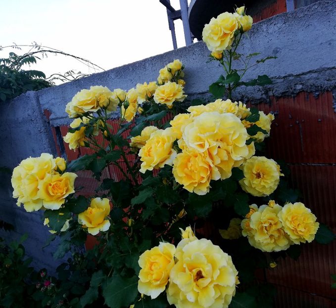 2019, mai - Rimosa urcator