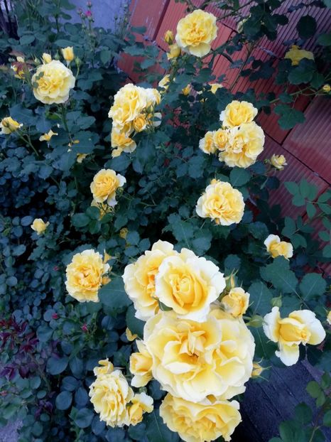  - Rimosa urcator
