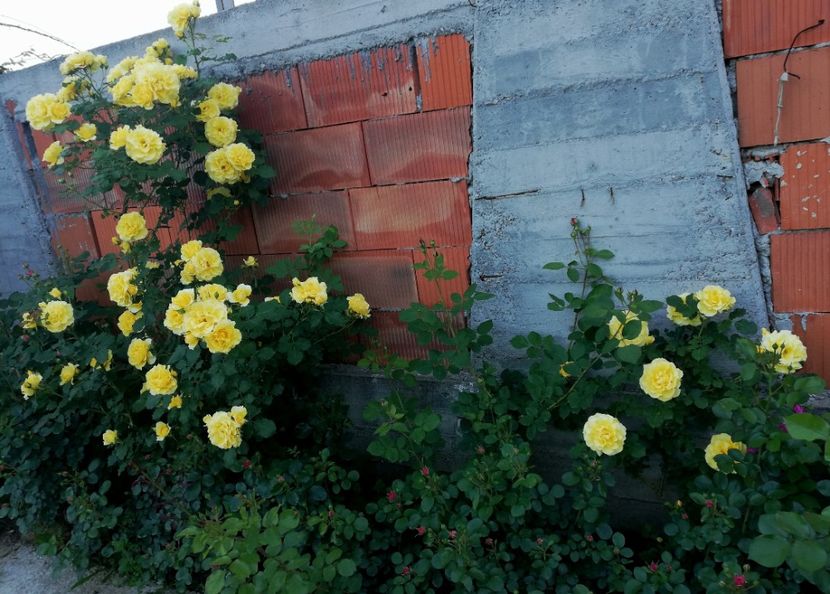 - Rimosa urcator