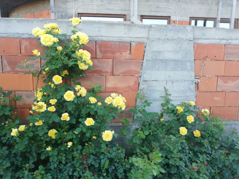  - Rimosa urcator