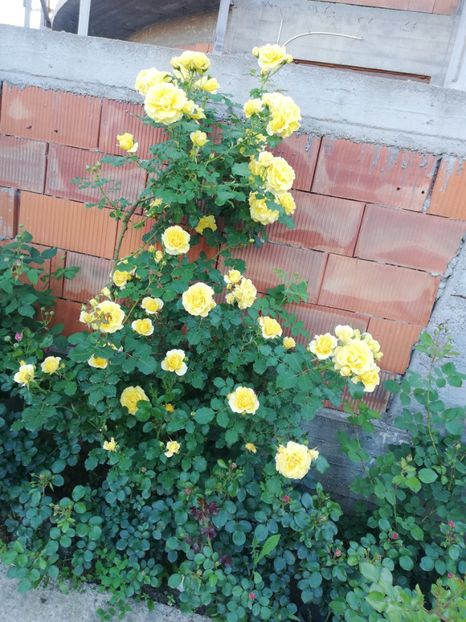  - Rimosa urcator