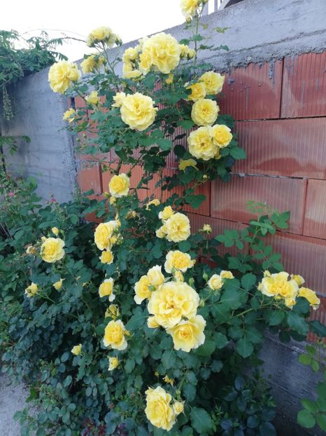  - Rimosa urcator