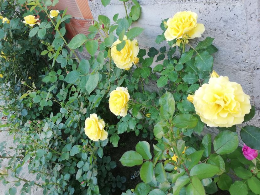  - Rimosa urcator