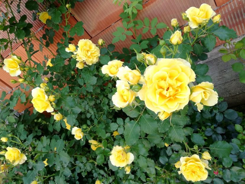  - Rimosa urcator