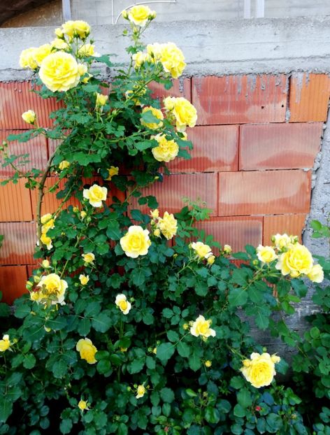  - Rimosa urcator