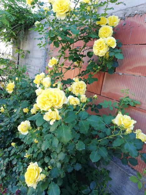  - Rimosa urcator