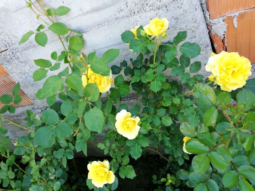  - Rimosa urcator