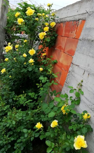  - Rimosa urcator