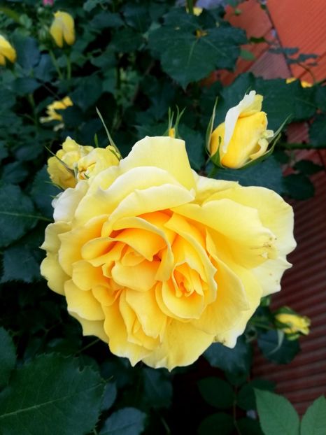  - Rimosa urcator