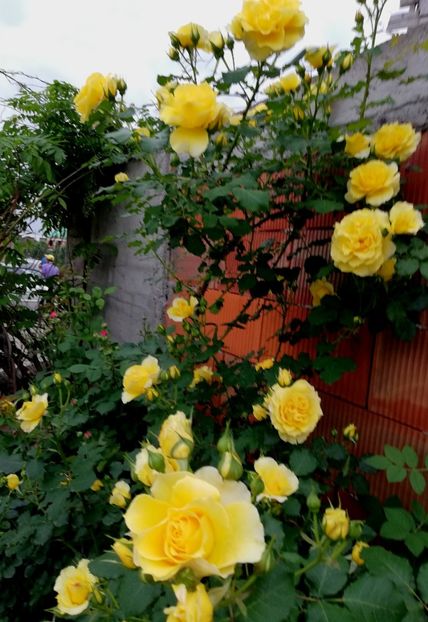  - Rimosa urcator