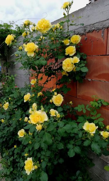  - Rimosa urcator