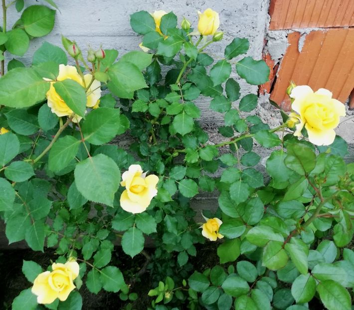  - Rimosa urcator