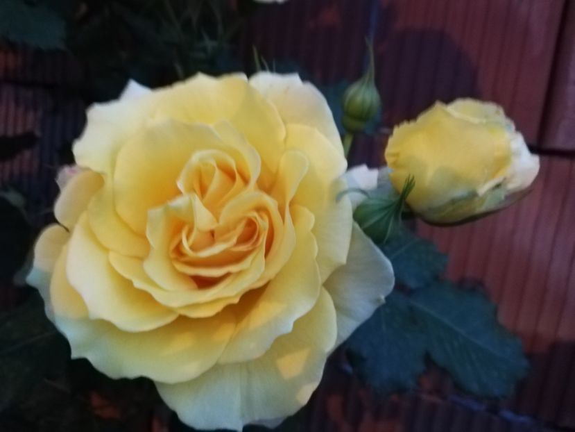  - Rimosa urcator