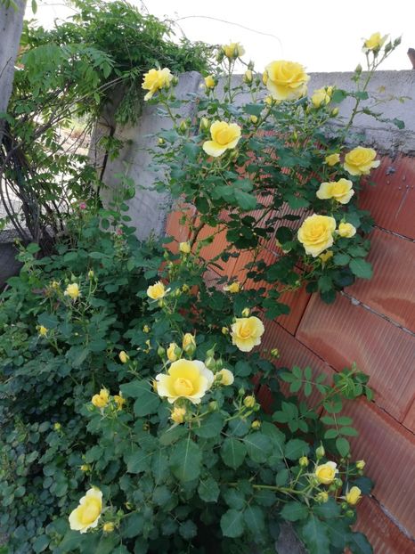  - Rimosa urcator