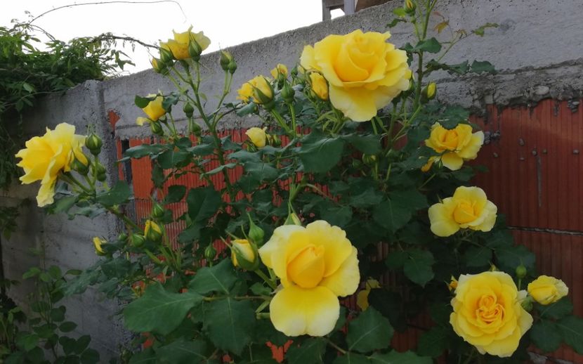  - Rimosa urcator