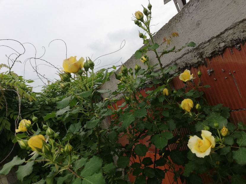 - Rimosa urcator