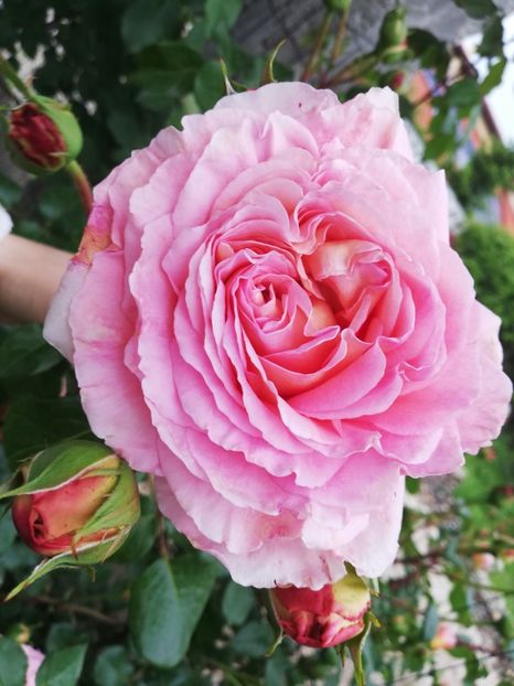  - Abraham Darby