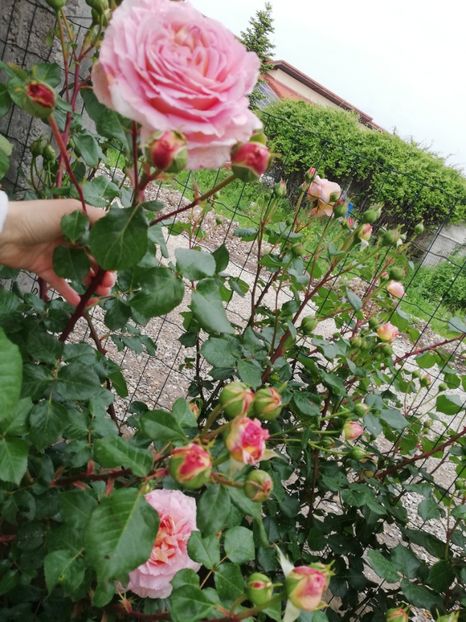  - Abraham Darby