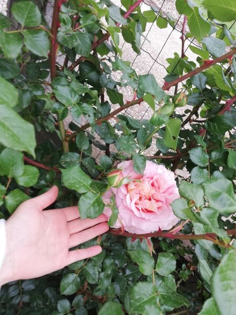  - Abraham Darby