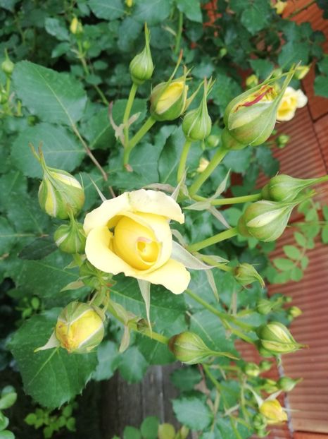  - Rimosa urcator