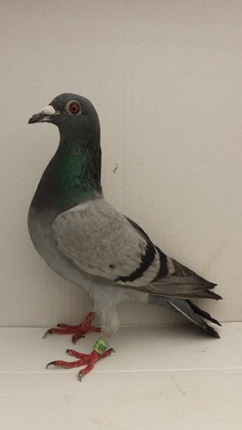 F 2018 vanduta - De! voiajori vanduti