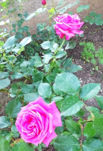  - Necunoscut seamana cu Coral Dawn