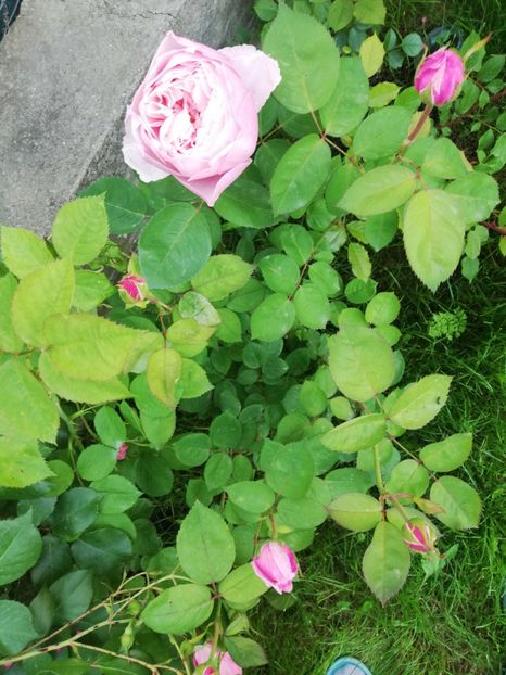  - Alnwick castle rose