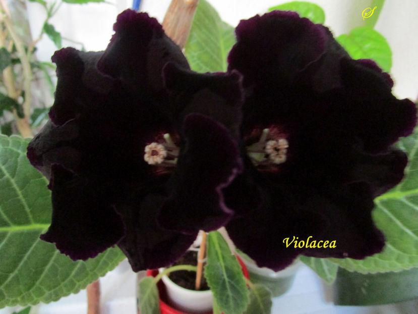 Violacea(24-05-2019) - Gloxinii 2019