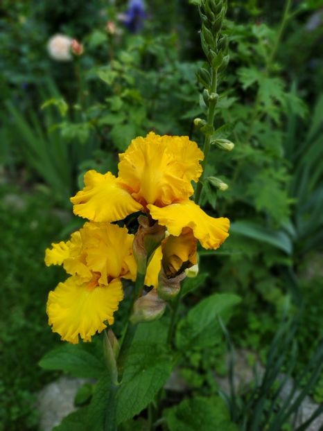 Pure as Gold - Irisi 2019- 2020