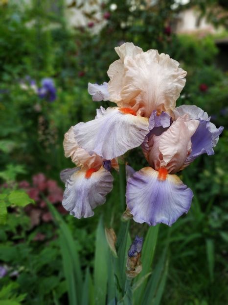 French Cancan - Irisi 2019- 2020