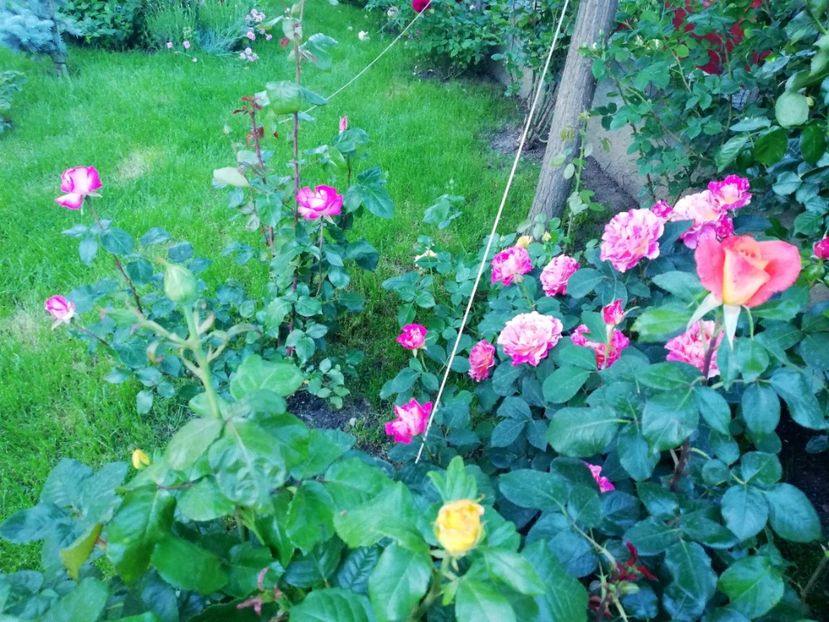  - Cum a evoluat gradina mea