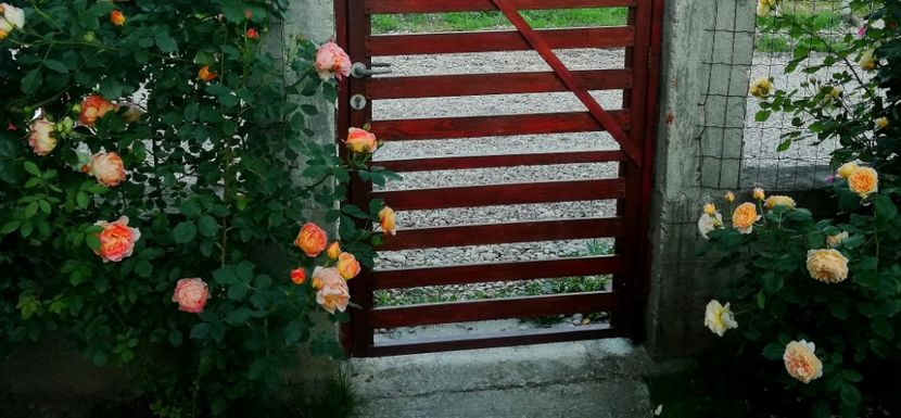  - Cum a evoluat gradina mea