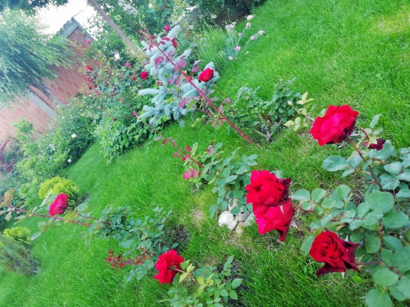  - Cum a evoluat gradina mea