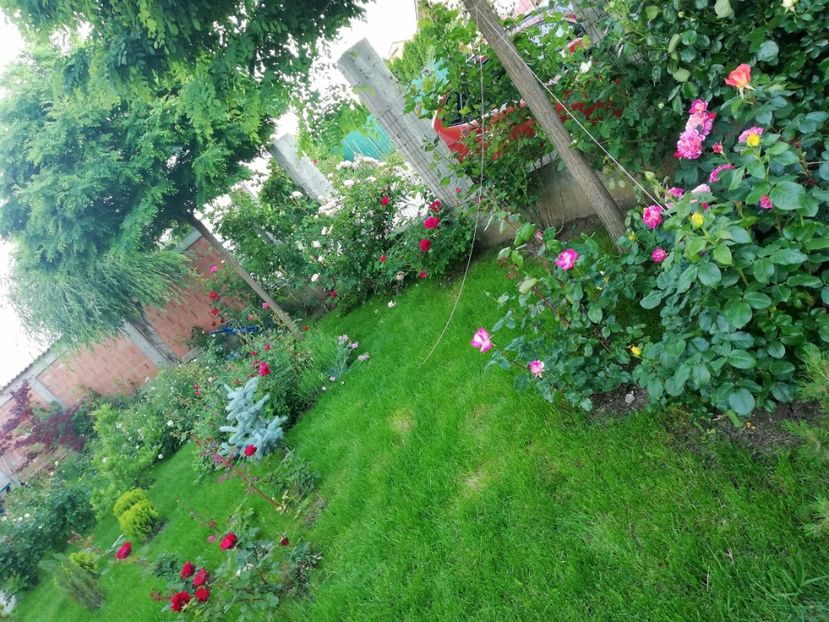  - Cum a evoluat gradina mea