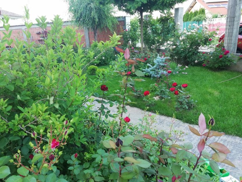  - Cum a evoluat gradina mea