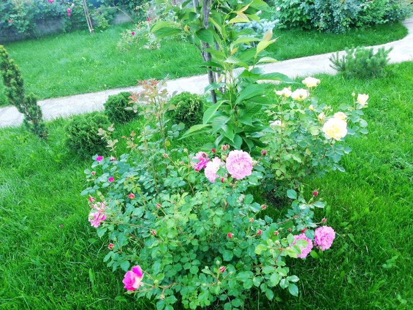  - Cum a evoluat gradina mea