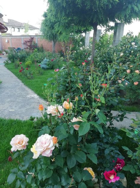  - Cum a evoluat gradina mea