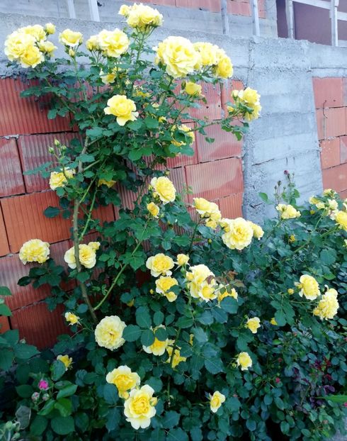  - Cum a evoluat gradina mea