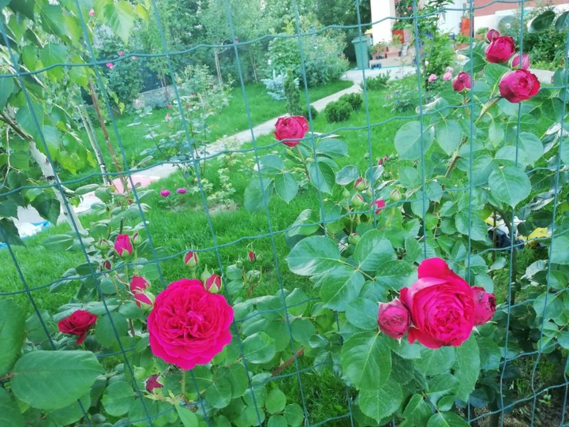  - Red Eden Erik Tabarly