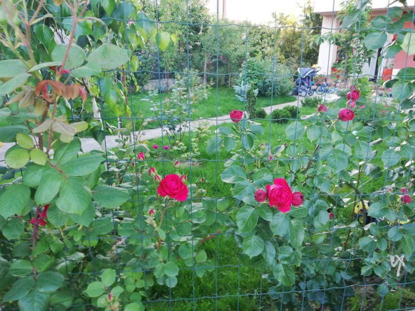  - Red Eden Erik Tabarly