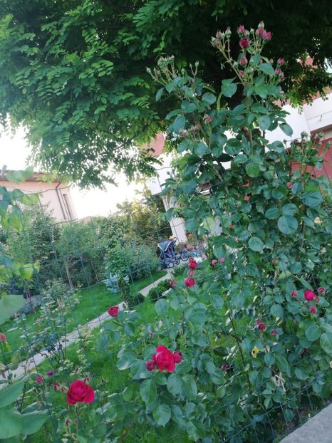  - Red Eden Erik Tabarly