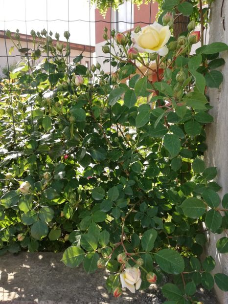  - Red Eden Erik Tabarly