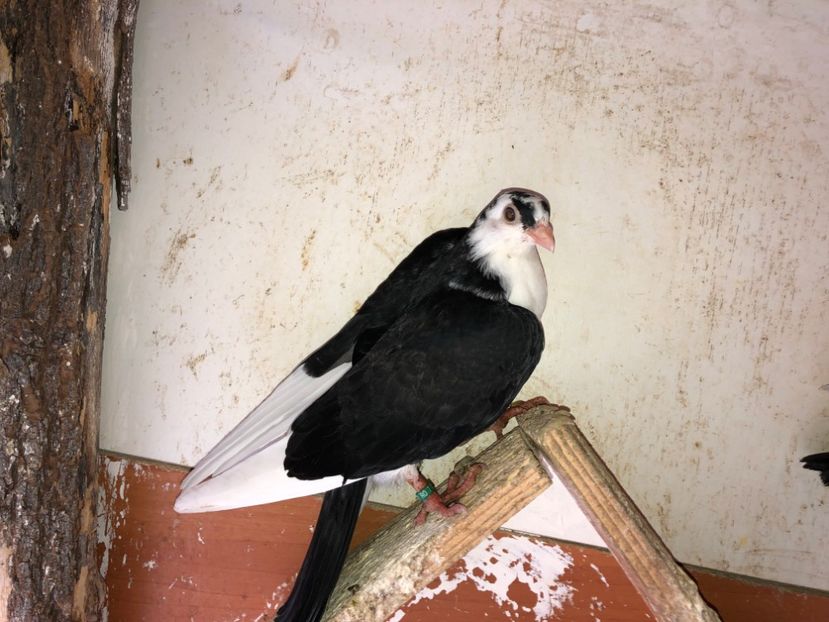  - 02 de prin volieră